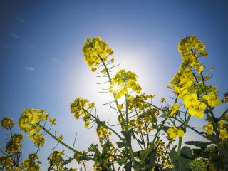Oilseed rape variety choice Oilseed rape variety choice
