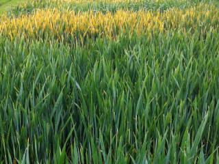 Yellow rust in the field Yellow rust in the field