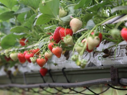 Strawberries growing in coir