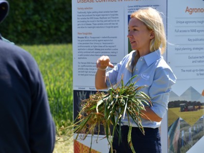 NIAB staff member talking at an event in front of a poster, while holding some wheat plants