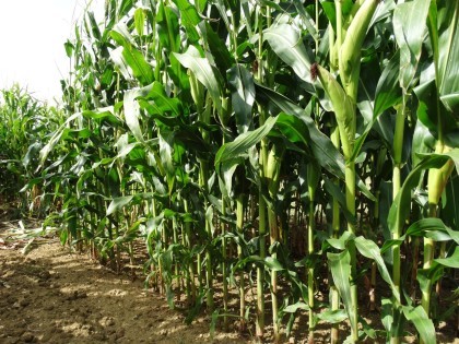 Maize trial