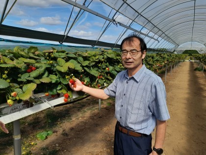 Professoer Xiangming Xu holding a strawberry plant in polytunnels at NIAB East Malling