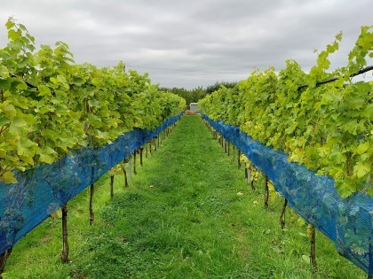 NIAB research vineyard