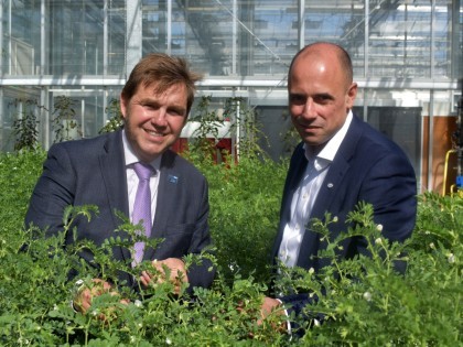 Cambridge & Peterbrough Combined Authority Mayor Dr Nik Johnson and NIAB CEO Professor Mario Caccamo looking at chickpeas in the NIAB glasshouses