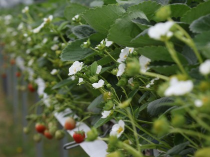 Starwberries flowering at Niab