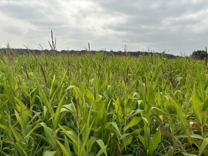 Forage maize