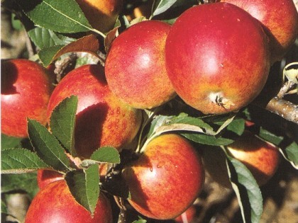 Apples growing on a tree