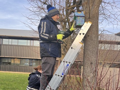 Niab staff installing a nestbox at the Park Farm site, Histon