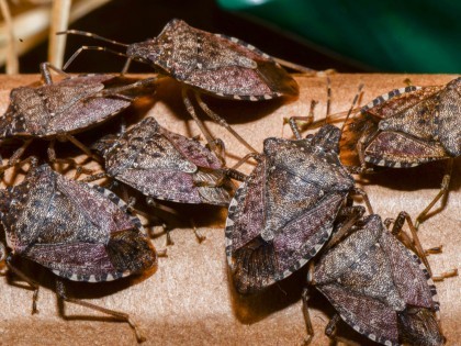 Brown marmorated stink bugs