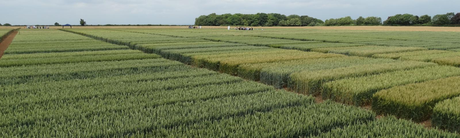 Arable trials field