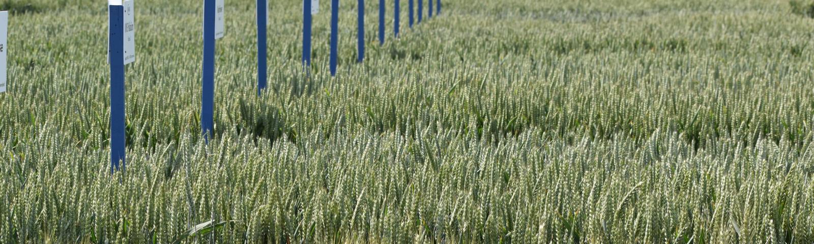 Niab wheat variety demos