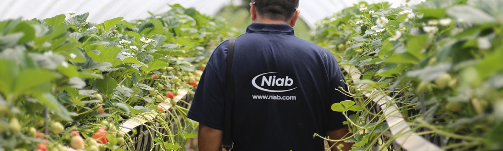Niab staff in strawberry polytunnel