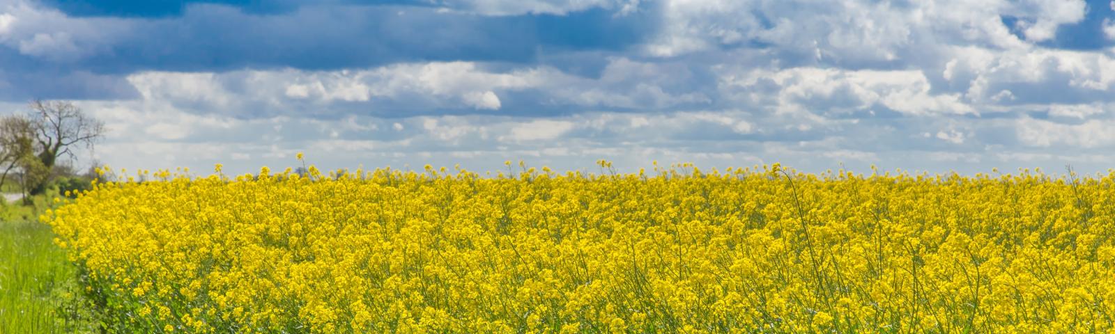 Alternative and break crops at Niab