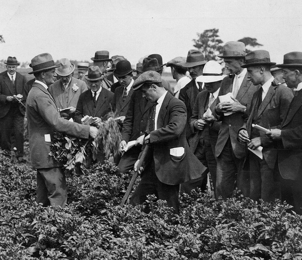 KT in practice at NIAB in 1922 - discussing the impact of drought on potato trials