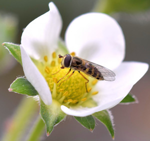 NIAB EMR research has shown that aphid-eating hoverflies also act as pollinators on strawberry plants
