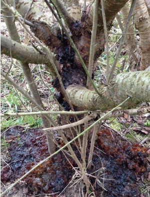 Bacterial canker on cherry