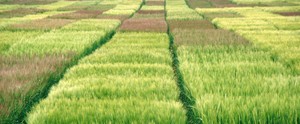 A barley variety trial showing clear differences in anthocyanin pigmentation in the awns