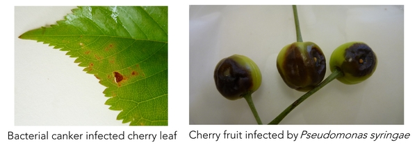 Cherry fruit bacteria