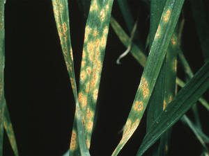 Crown rust infection of rye grass