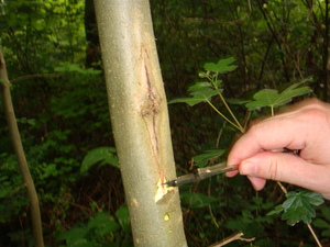 The typical diamond shaped lesion caused by the ash dieback pathogen, Hymenoscyphus fraxineus, on the trunk of a Fraxinus excelsior sapling. Note the necrotic tissue underlying the lesion beneath the bark.