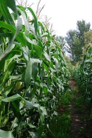 Thirteen new varieties have been added to the 2013 Forage Maize DL