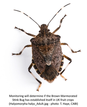 Monitoring will determine if the Brown Marmorated Stink Bug has established itself in UK fruit crops (Halyomorpha halys_Adult.jpg - photo: T. Haye, CABI)