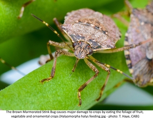 The Brown Marmorated Stink Bug causes major damage to crops by eating the foliage of fruit, vegetable and ornamental crops (Halyomorpha halys feeding.jpg - photo: T. Haye, CABI)
