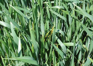 Septoria tritici in winter wheat in May 2012 showing the unusual foci symptoms
