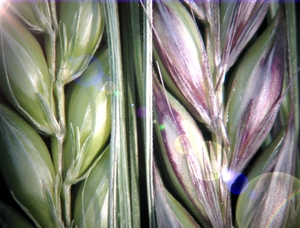 A normal anthocyanin expressing barley variety (right) compared to one which carries a naturally mutated gene (left)