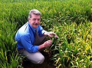 Bill Clark checks out the yellow rust plots at NIAB