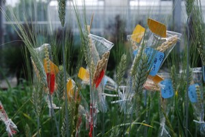 Resynthesised wheat crossing process