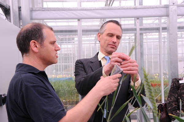 •	NIAB’s Dr Phil Howell demonstrates NIAB’s new synthetic wheat breeding programme to Lord de Mauley 
