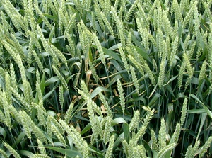 Foci of Septoria tritici in winter wheat in 2003