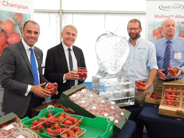 Malling Champion and Malling Strawberries launched at Fruit Focus