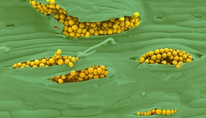 Yellow rust spores breaking through the leaf surface
